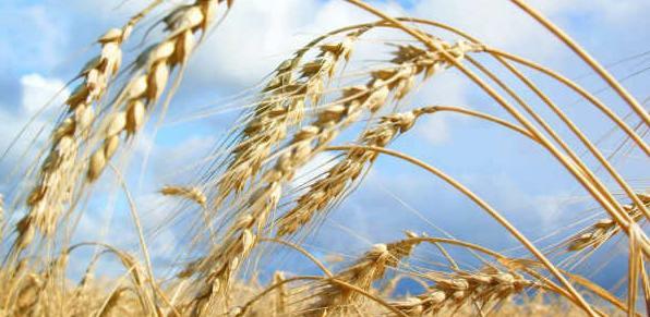 Rekonstrukcija Agrobiznis centra u Ravnom:Raspisan poziv za izvođače radova