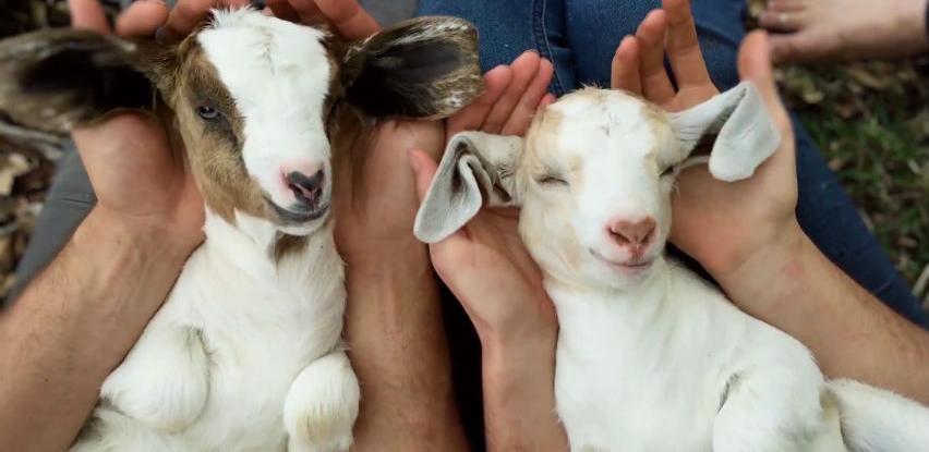 Sve što trebate za dobar dan je jedan zagrljaj