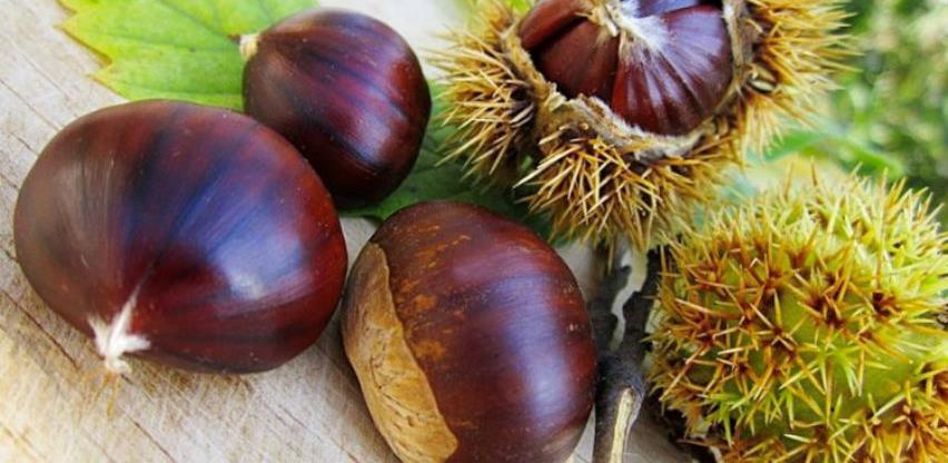 Implementacija projekta "Kesten" do kraja ove godine