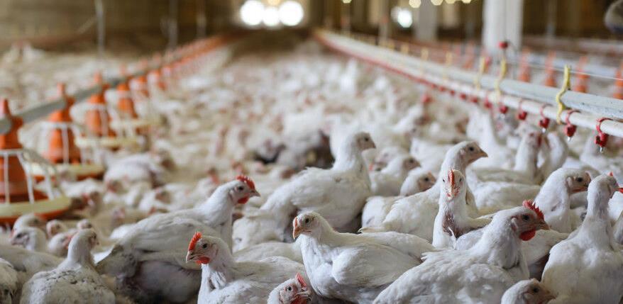 Bingo savremenim pogonom rješava problem isparavanja sa farme koka u Ciljugama
