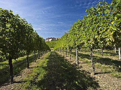 Počinju radovi u vinogradima Agrokopa