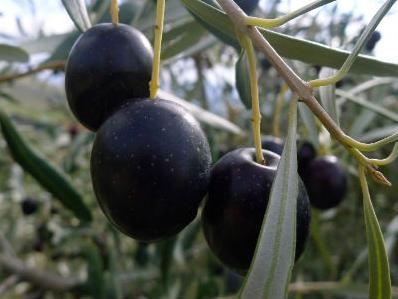 Rusi: Kupićemo grčko voće, ali pod uslovom