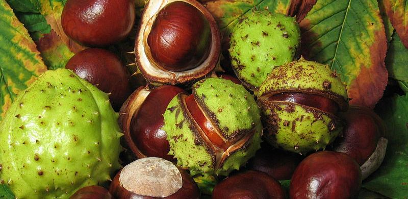 V. Kladuša i Karlovac u prekograničnom projektu zaštite i promocije kestena