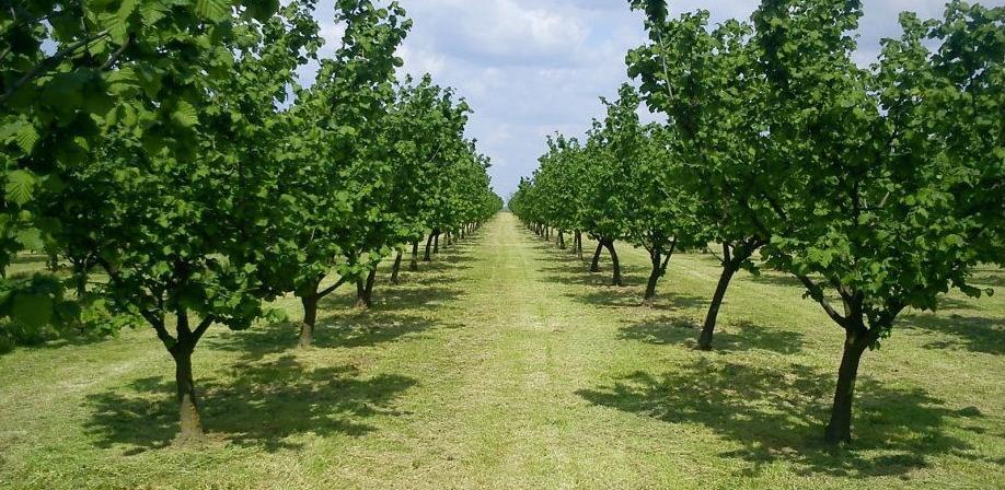 Okrugli stol "Lješnjak - plod budućnosti" u okviru 17. sajma EKOBIS 2019