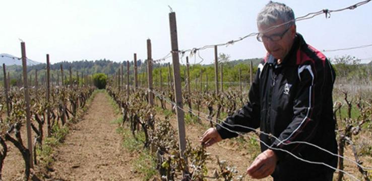 Čitluk: Niske temperature i mraz uništili plantaže vinograda
