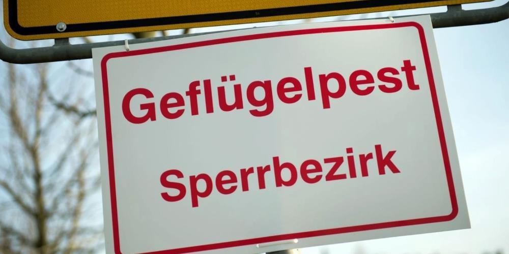 vogelgrippe