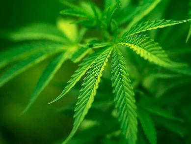 Marihuana bi se uskoro mogla legalizirati i u RS-u