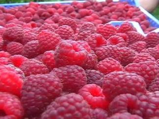 Malinarstvo u Željeznom Polju: Gotovo nevjerovatna priča