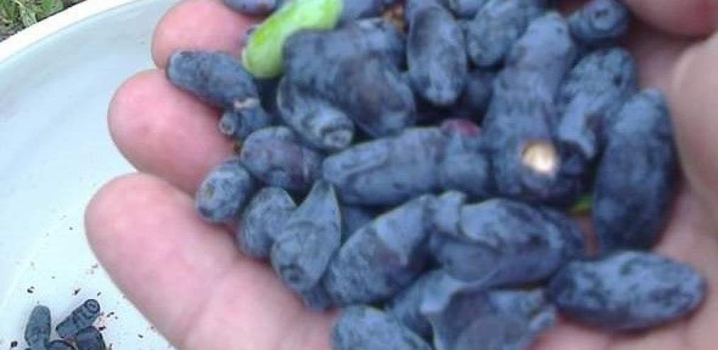 Od hemičara do baštovana: Fetahagić u svojoj bašti uzgojio Kamčatka borovnicu