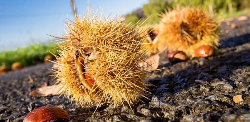Zaštita i promocija kestena: Uspješna realizacija milionskog projekta "Chestnut"