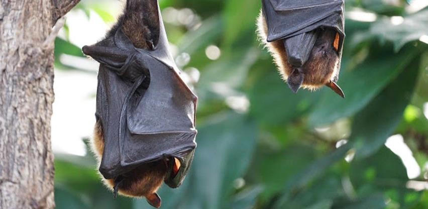 Zašto slijepi miševi prenose toliko virusnih bolesti?