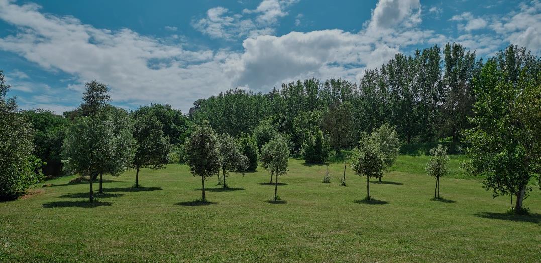 UniCredit i online platforma Treedom stvaraju UniCredit šumu od 90.000 stabala