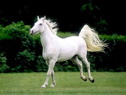 Prnjavorska ergela: Na prodaju 62 lipicanera