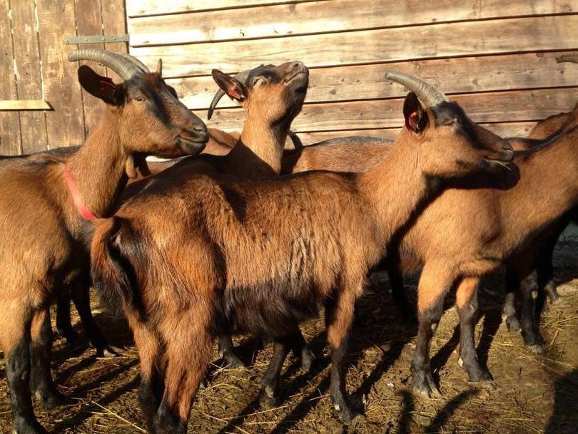 Osnivanjem 1000 farmi koza zaposlit će se 7500 osoba u BiH