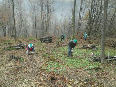 Spas bh. šuma: Radnici MS&WOOD-a ove godine zasadili 21.000 sadnica šume