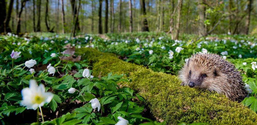 WWF poziva svjetske čelnike da preokrenu gubitak prirode do 2030. godine