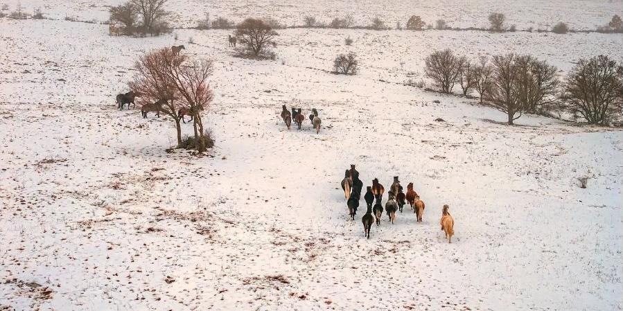 Livno