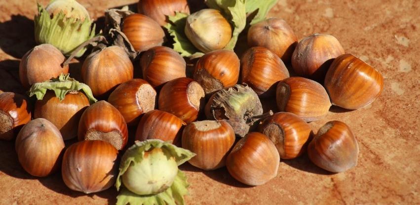 Otkupna cijena lješnjaka u Turskoj 4.85 KM, pad proizvodnje za 22%