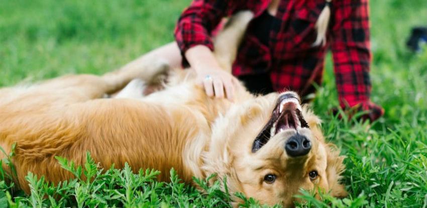 Psi ipak ne vole kad ih se češka po trbuhu