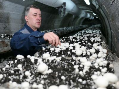 U tunelima rudnika Ljubija širi se proizvodnja šampinjona