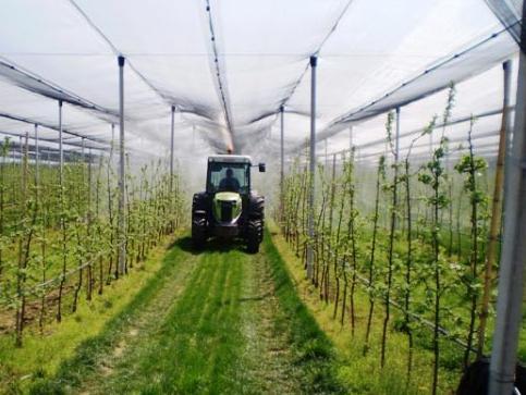 Voćari traže zaštitu od uvoznog dampinga