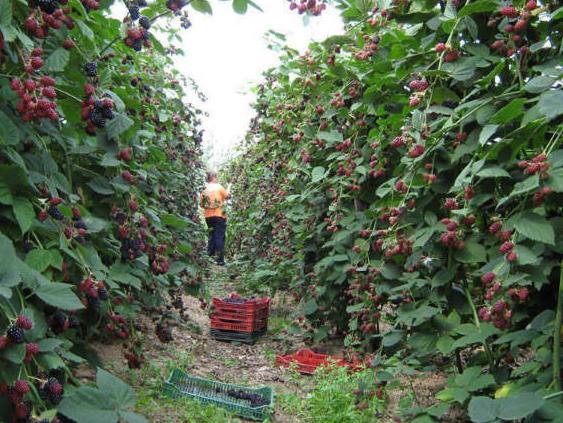 Nova radna mjesta moguća i u BiH: Uzgojem malina do sigurne plaće