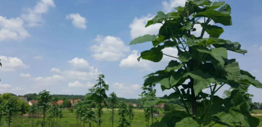 Brzorastuće stablo paulovnija sve popularnije u Hercegovini