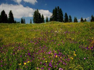 Na prodaju građevinsko zemljište Striževac na lokalitetu Bjelašnice