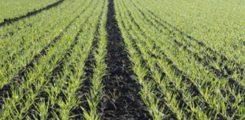 RS: Ukupna vrijednost poljoprivredne proizvodnje 1,6 milijardi KM