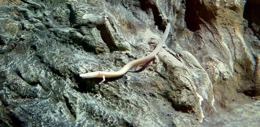 Zagrebački ZOO jedini na svijetu s čovječjom ribicom i dinarskim voluharom
