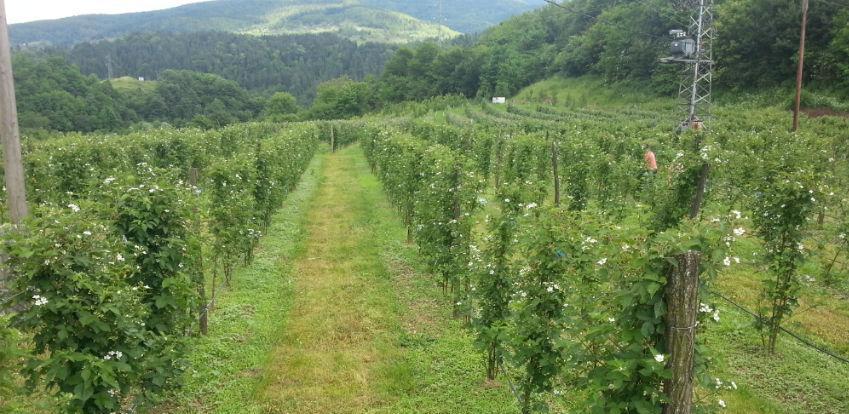Pečurke i šumski plodovi iz Foče idu za Evropsku uniju