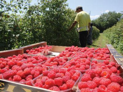 Traže se berači malina, isplati se: Misli zdravo, posluj pozitivno
