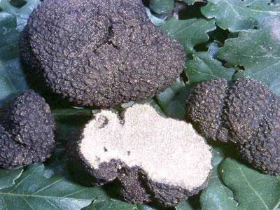 Crno zlato: Dobit od uzgoja tartufa moguća tek nakon deset godina