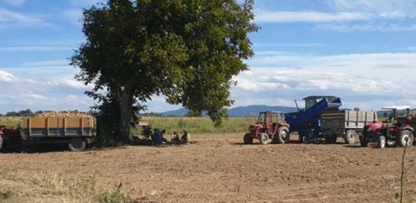 Izuzetni prinosi krompira sa vakufskih parcela u Janji