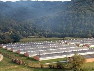 Milići: Farma koka nosilja radi punim kapacitetom