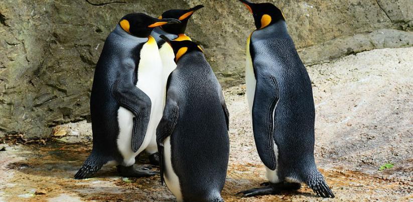 Najvećoj koloniji kraljevskih pingvina prijeti nestanak