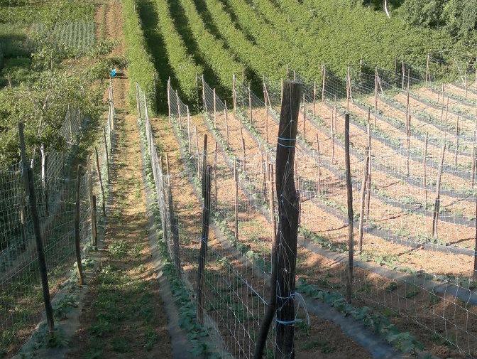 Cazinski "AgroDar" ugovorio izvoz 1.700 tona krastavca na njemačko tržište
