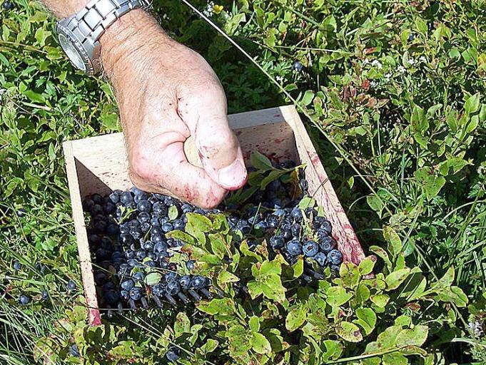 Na Bjelašnici i nane od 70 godina beru borovnice, otkupna cijena niska