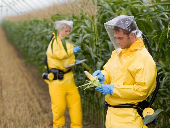 Monsanto dolazi u Hrvatsku