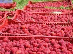 Dani maline u Bratuncu