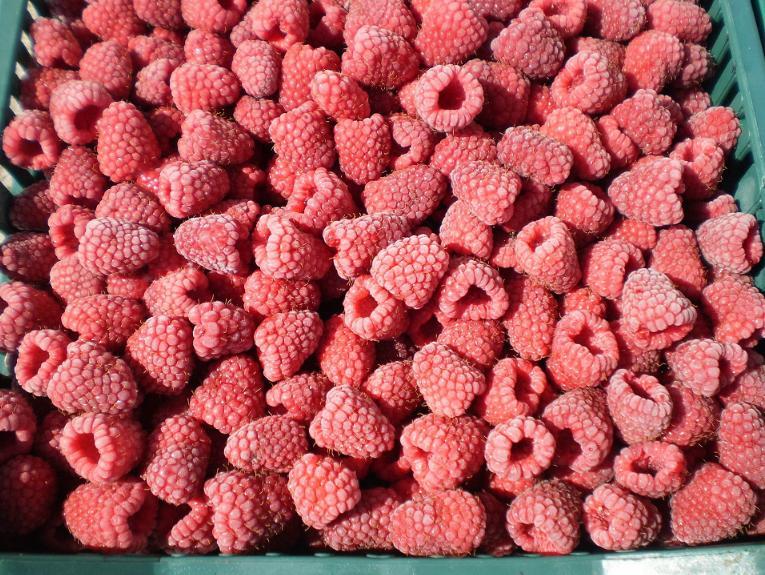 Hladnjače bugojanske kompanije "Heko" u punom kapacitetu