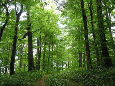Evropske šume stare, manje apsorbuju ugljen dioksid