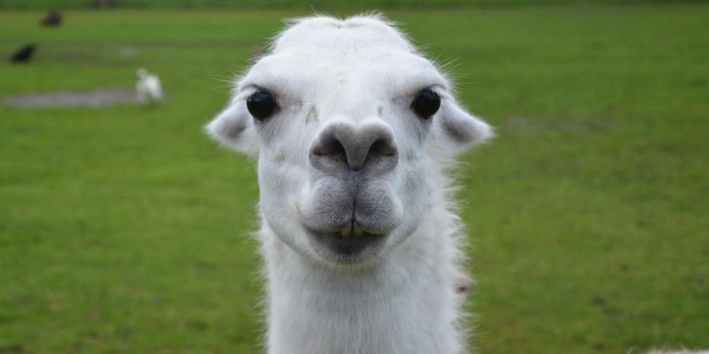 LAMA