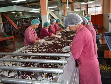 Turci zainteresovani za kupovinu "Bosnaploda"