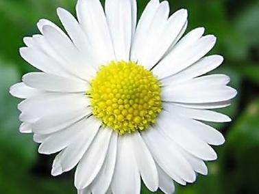 Da ste znali da to može kamilica pili biste je češće