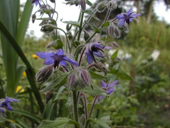 Teoretsko predavanje o uzgoju ljekovitog i aromatičnog bilja