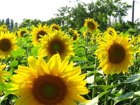 EK objavila prijedlog o bilju i sjemenju