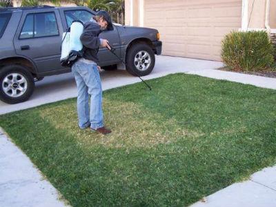 Kako bi uštedili vodu odlučili da ofarbaju travnjake