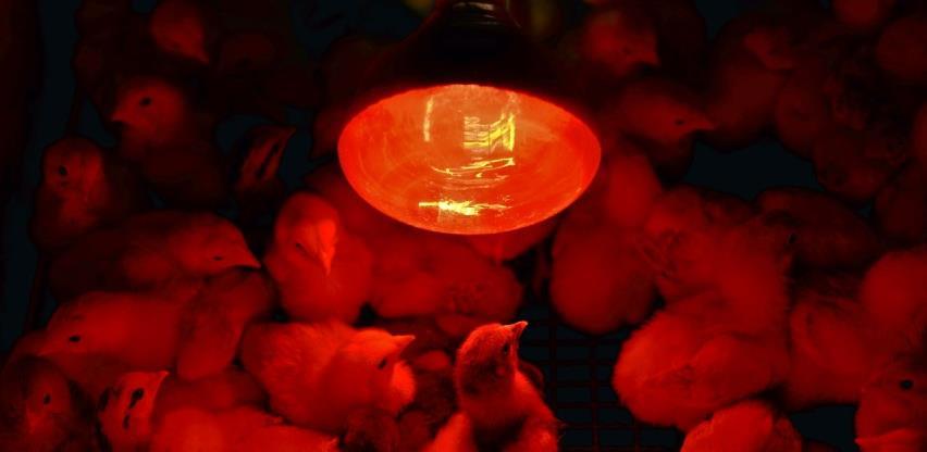 Čista jaja za kvalitetno pileće meso