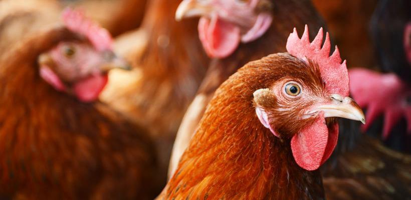 U sektoru peradarstva pokrivenost uvoza izvozom 164 posto